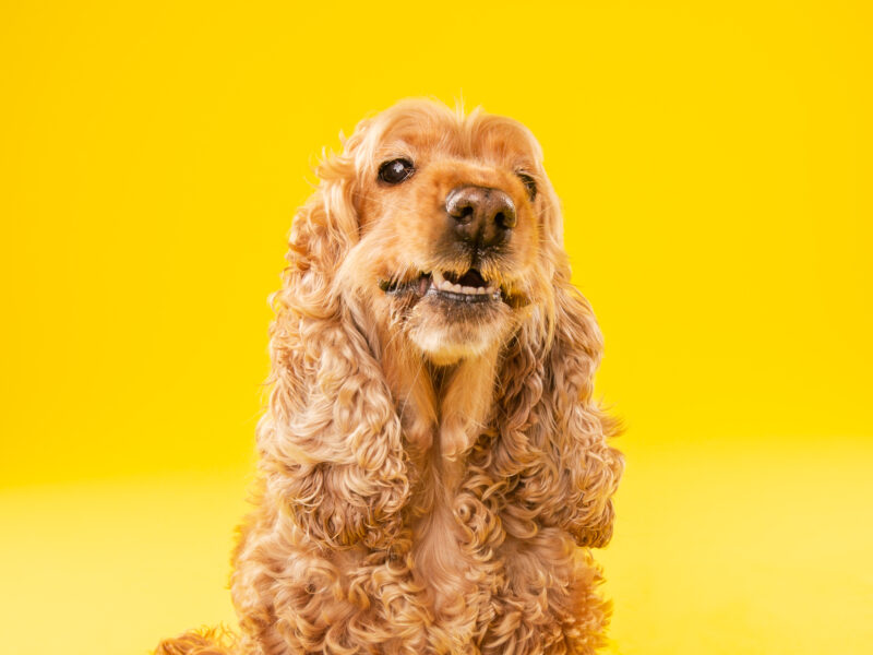 Φωτογράφιση κατοικιδίου Cocker Spaniel σε κίτρινο φόντο