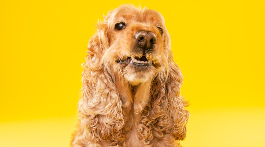 Φωτογράφιση κατοικιδίου Cocker Spaniel σε κίτρινο φόντο