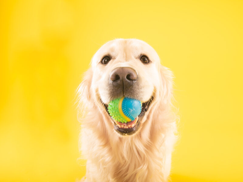 Φωτογράφιση κατοικιδίου Golden Retriever σε κίτρινο φόντο