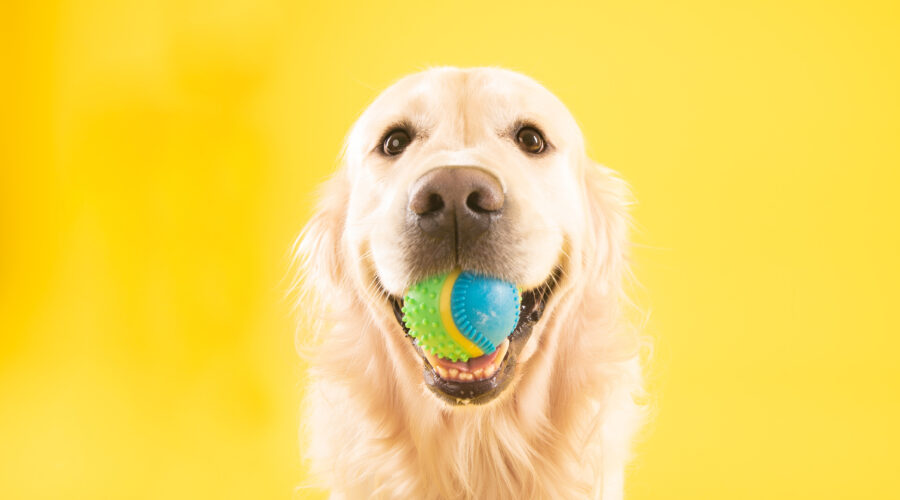 Φωτογράφιση κατοικιδίου Golden Retriever σε κίτρινο φόντο