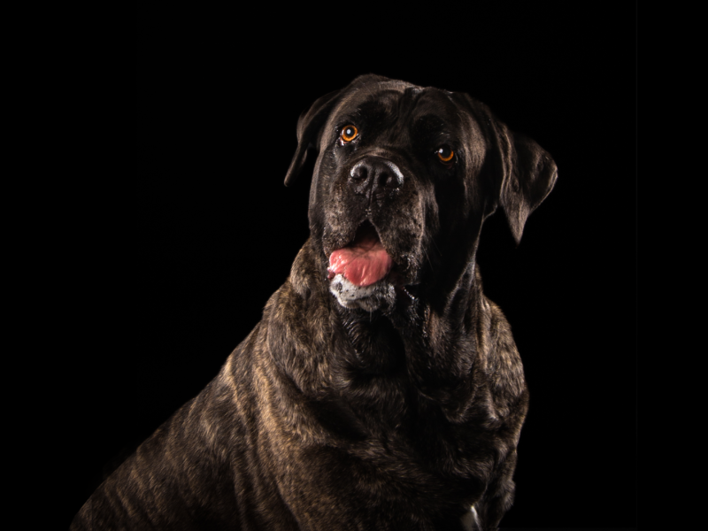 Φωτογράφιση κατοικιδίου Cane Corso σε μαύρο φόντο